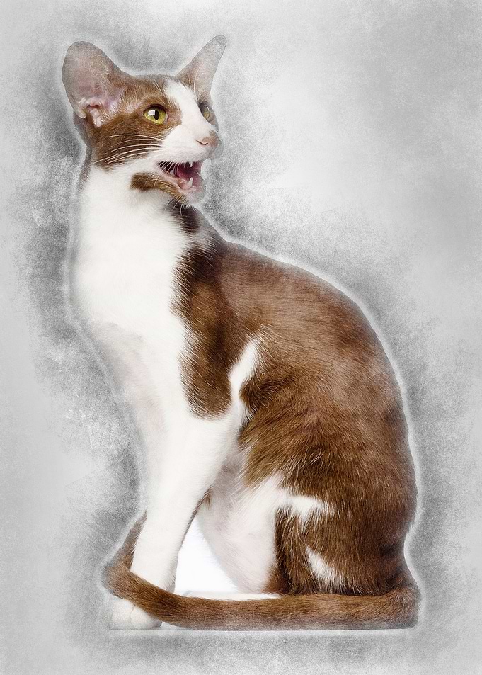 Oriental Shorthair sitting