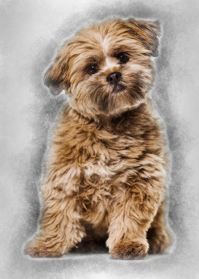 Lhasa apso dog 8 months ol