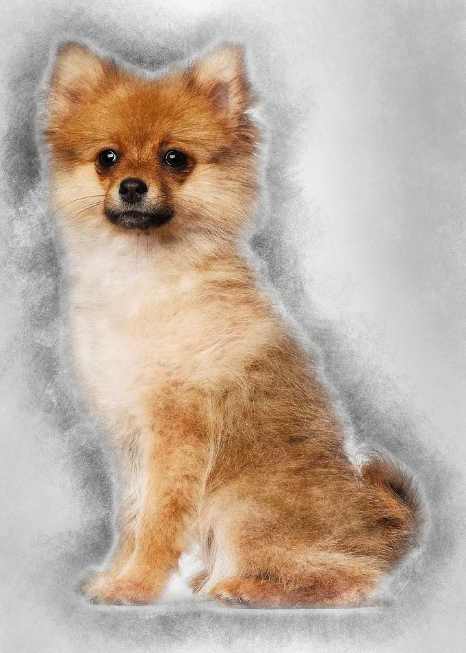 Spitz puppy 3 months old s