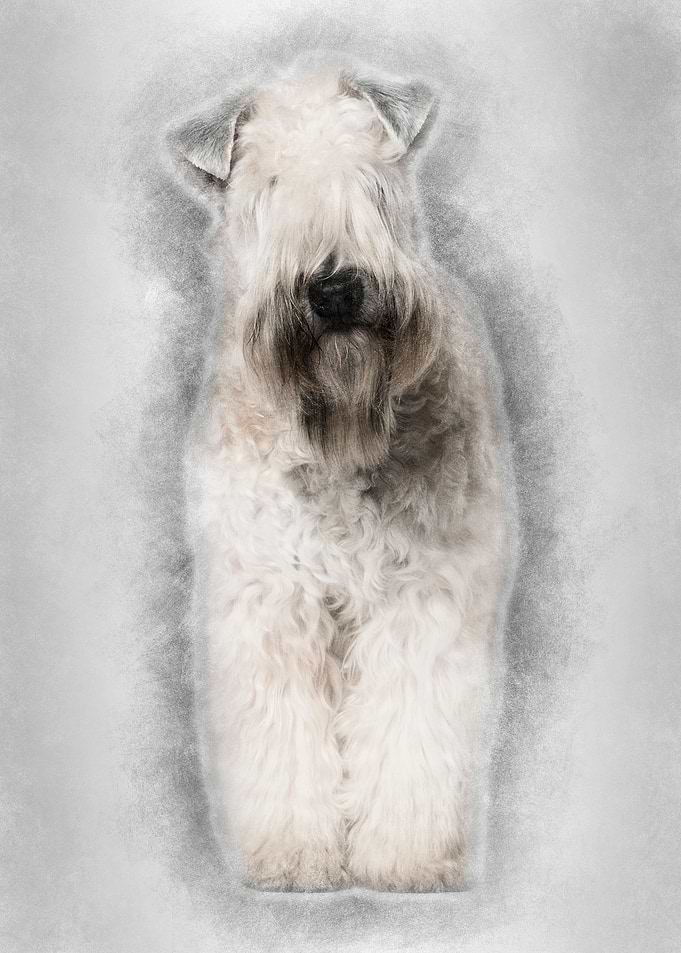 Softcoated Wheaten Terrier