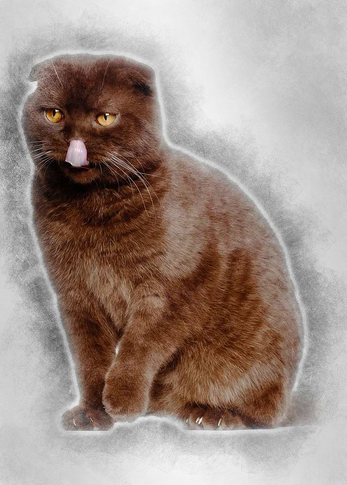Scottish Fold cat 1 year o