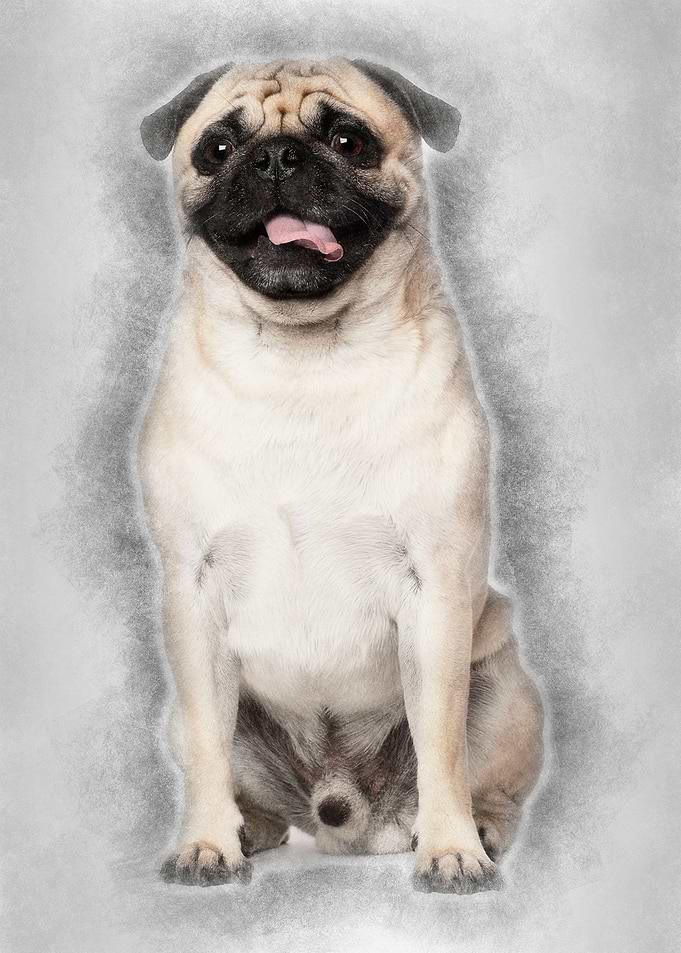Pug 3 years old sitting ag
