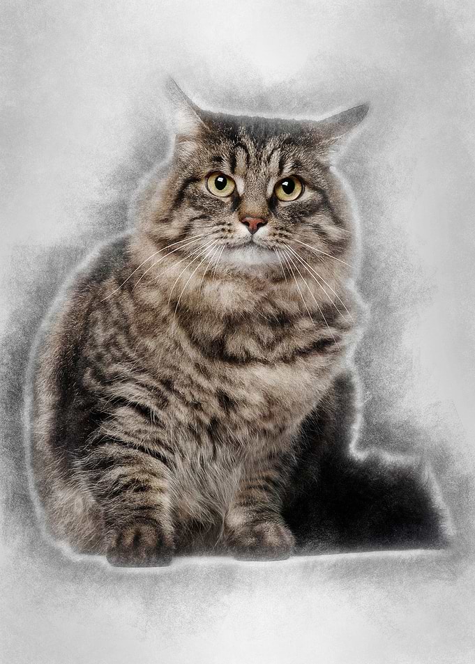 Cross Breed Cat sitting