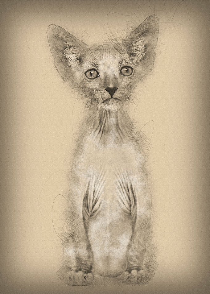 Kitten Lykoi cat 7 weeks o