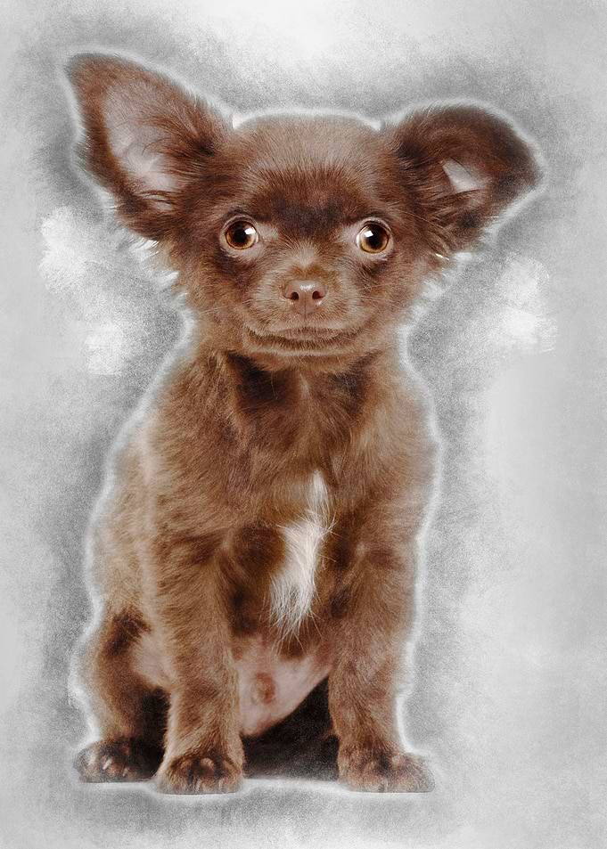 Chihuahua puppy 3 months o