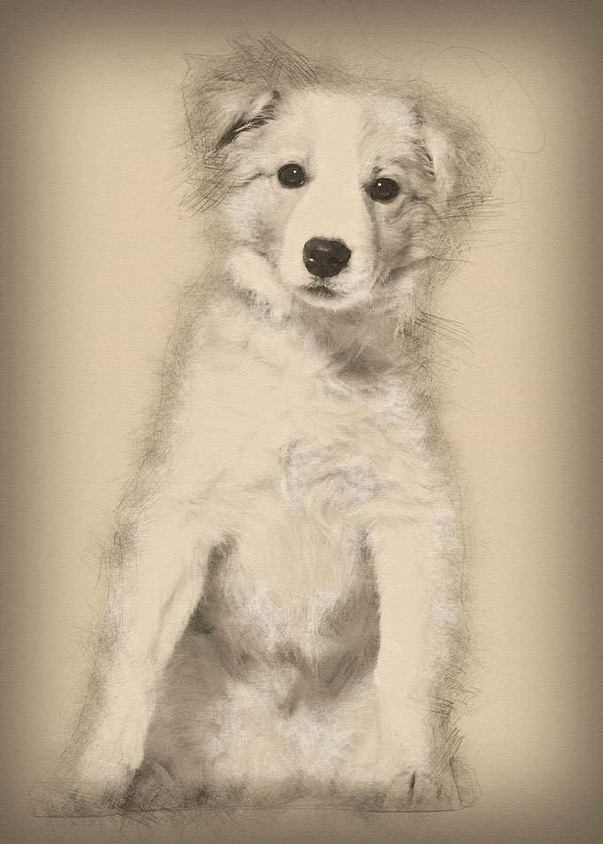 Border Collie puppy sittin