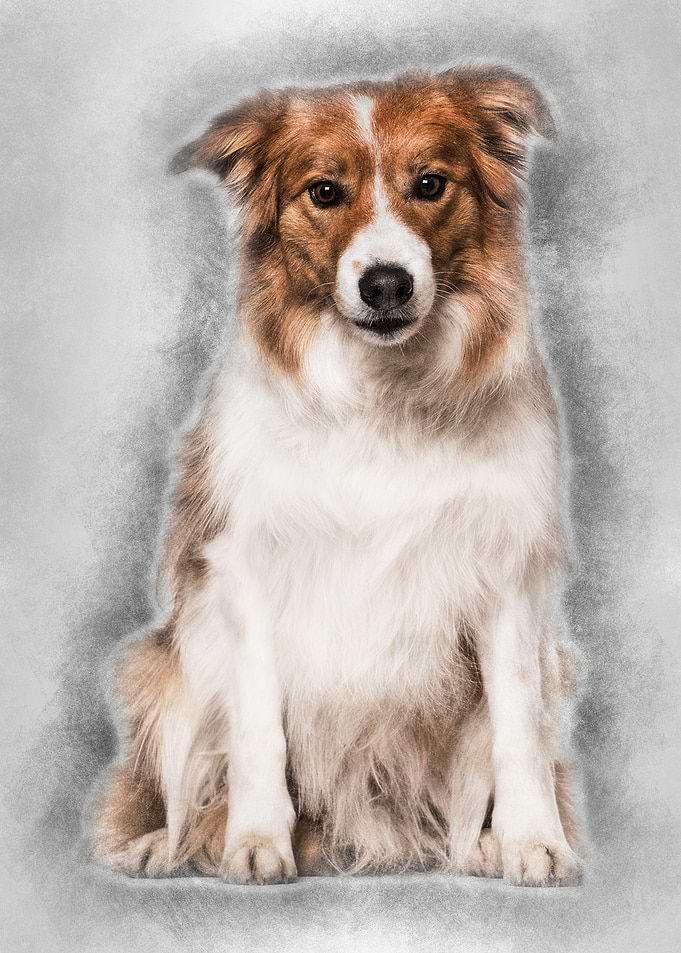 Border Collie dog sitting
