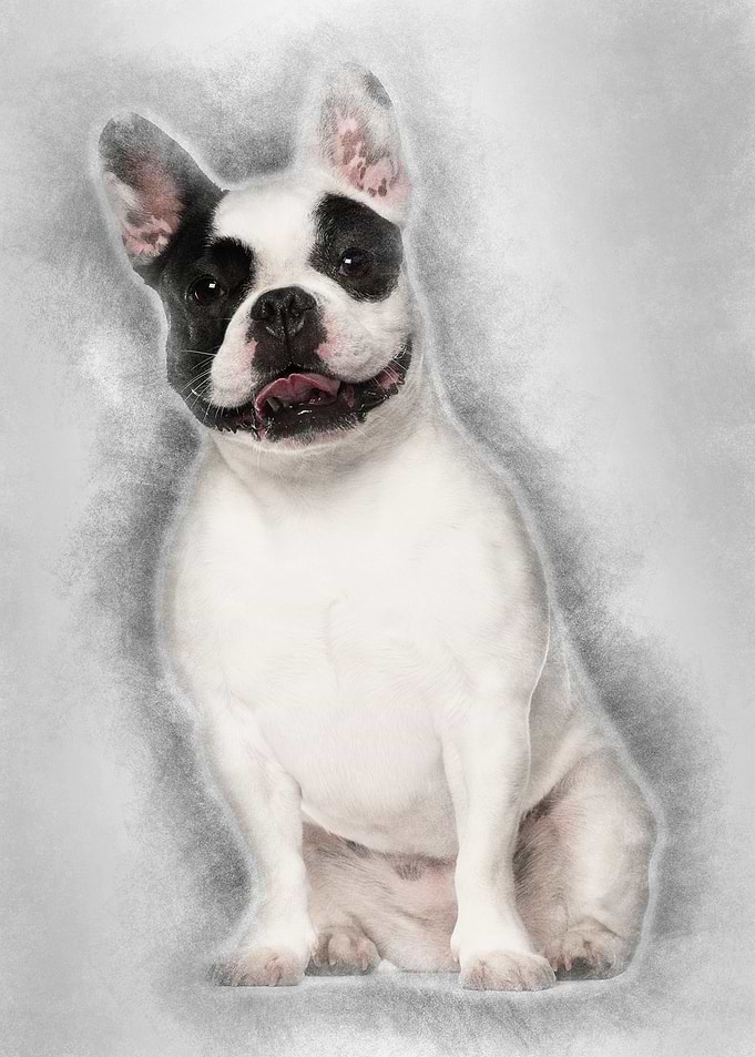 French Bulldog sitting aga