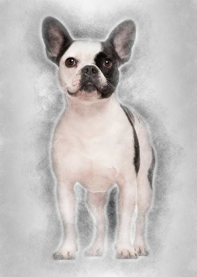 French Bulldog 3 years old