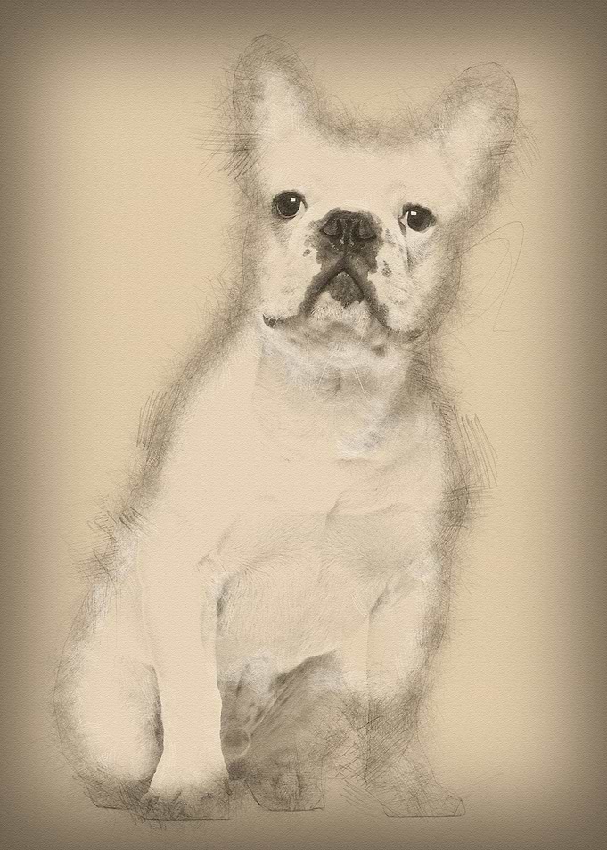 French Bulldog 7 months ol