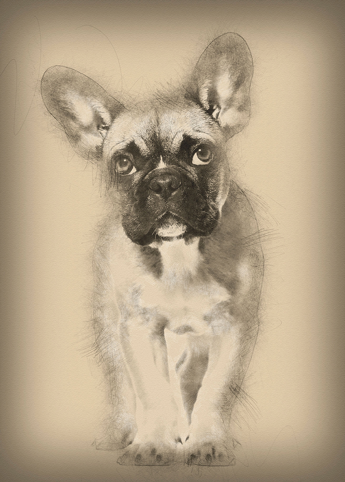 French Bulldog 5 months ol