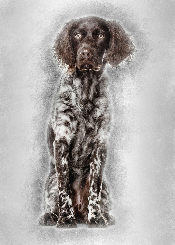 Munsterlander dog 9 month