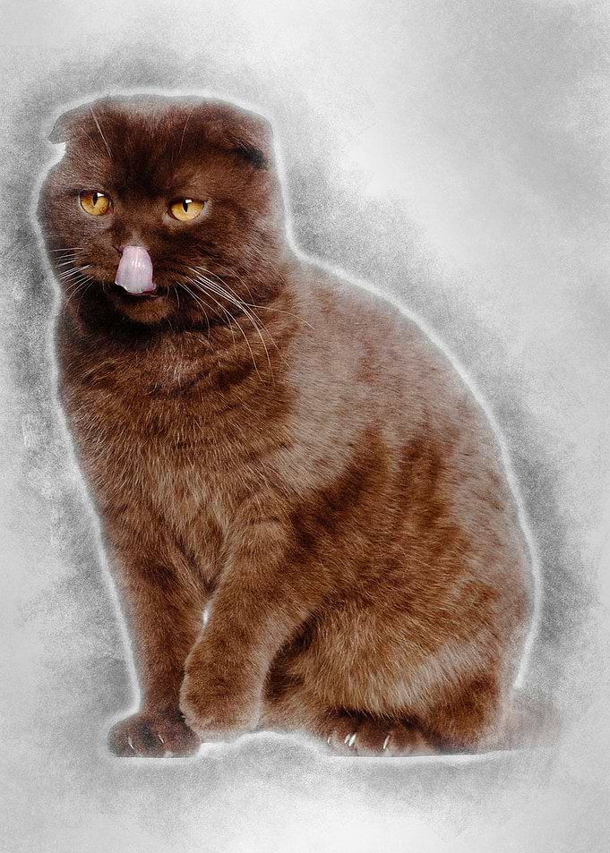Scottish Fold cat 1 year o