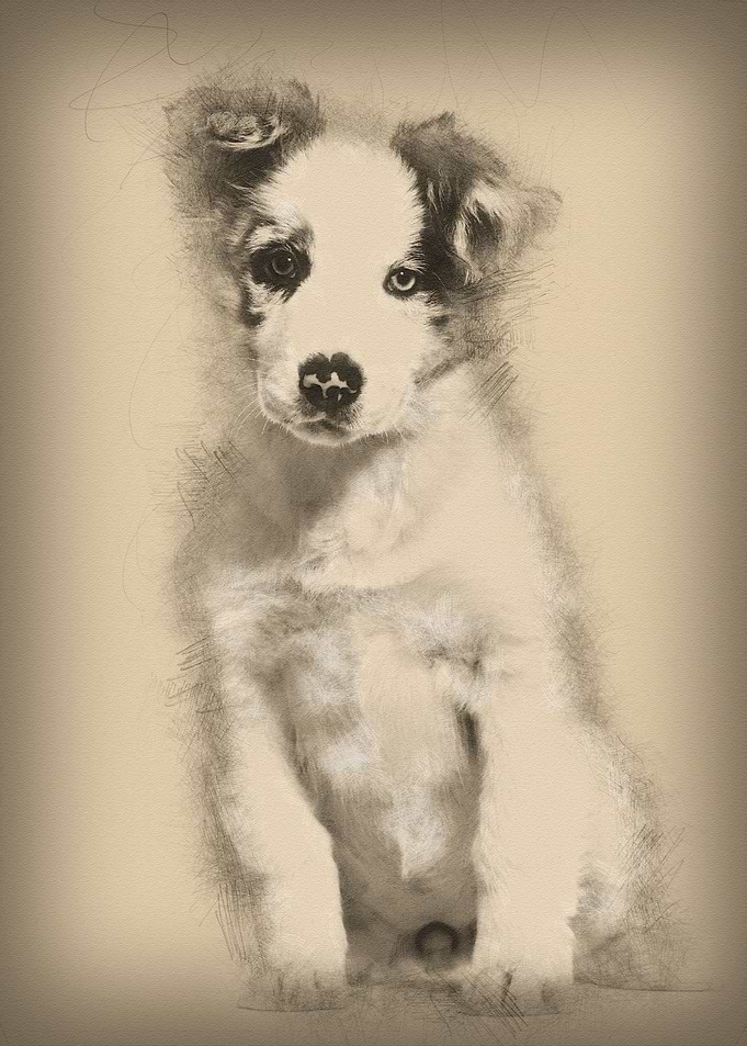Border collie puppy 3 mont