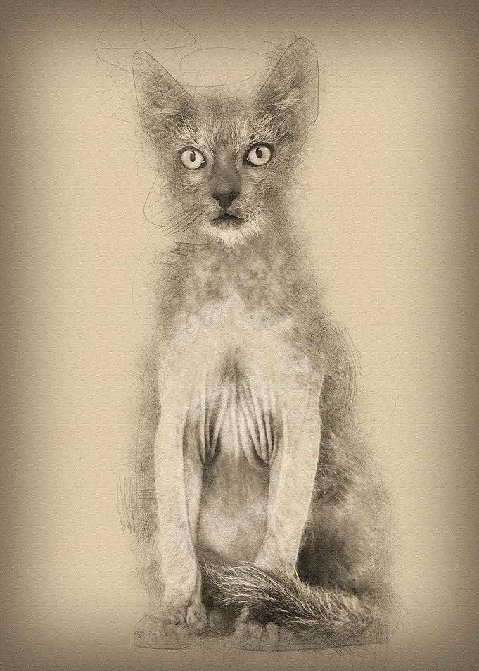 Kitten Lykoi cat 3 months