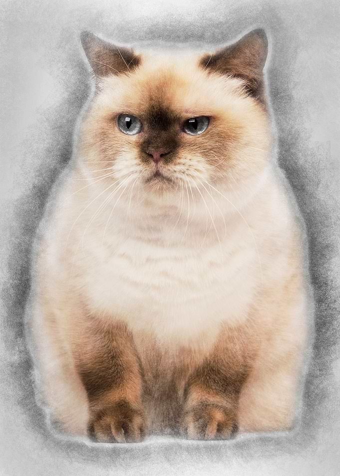 Fat British Shorthair 25 y