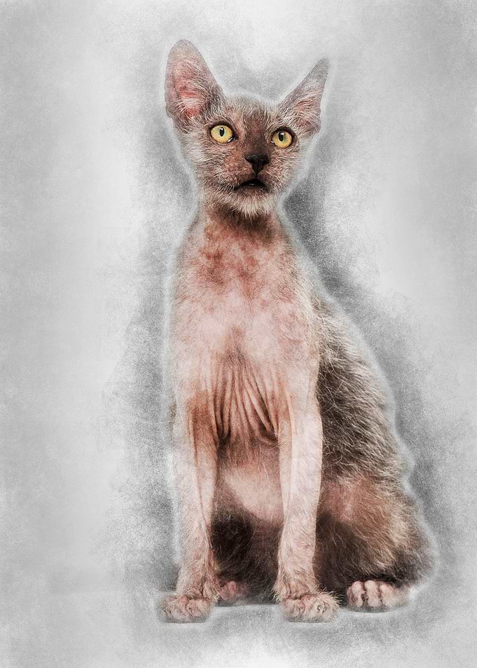 Kitten Lykoi cat 3 months