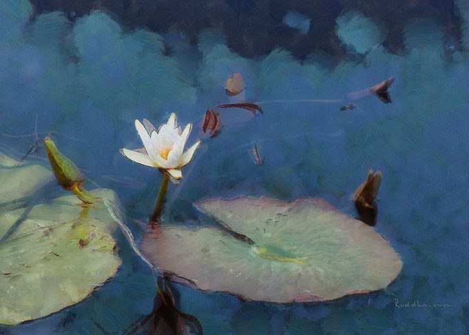 Pink Water Lily