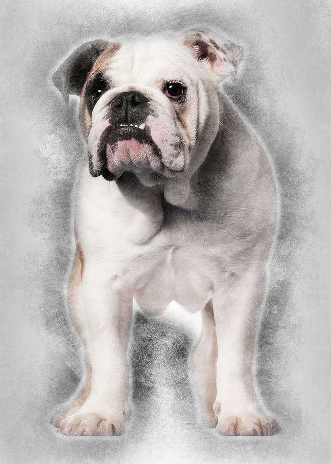 English bulldog 7 months o