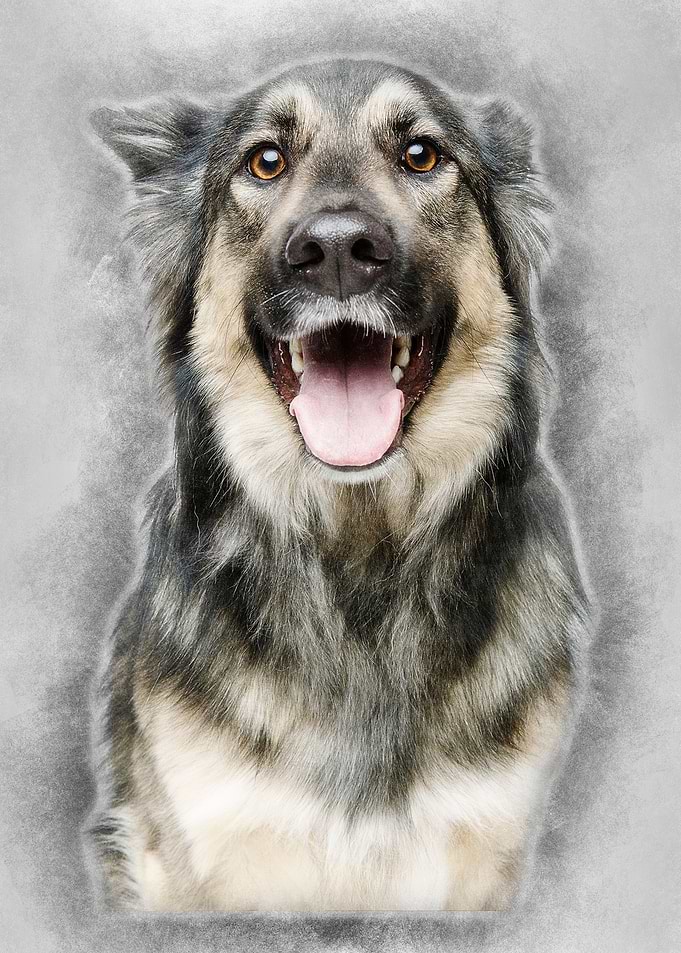 beautiful dog isolated on