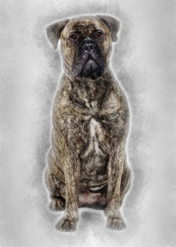 Bullmastiff dog 18 months