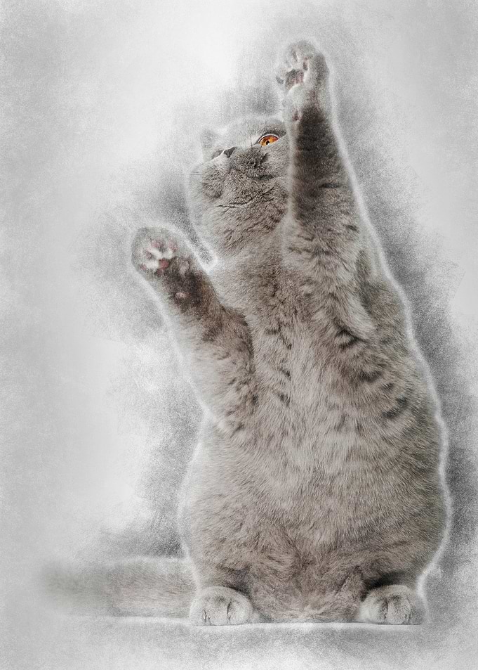 British Shorthair cat 5 mo