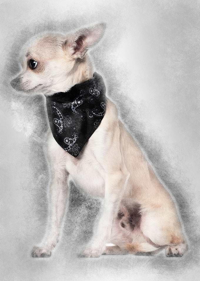 Chihuahua wearing handkerc