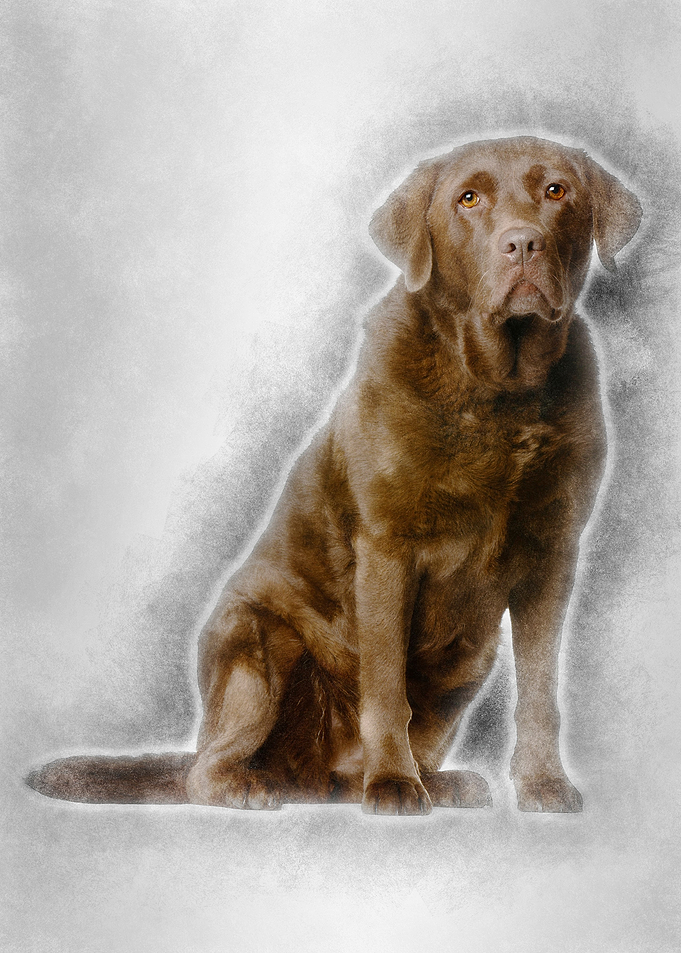 Labrador Retriever 8 years