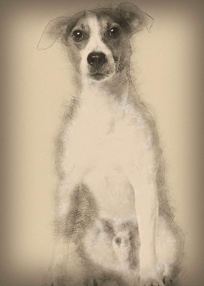 Jack Russell Terrier 4 yea
