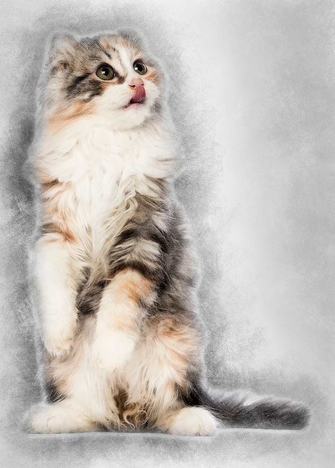American Curl kitten 3 mon