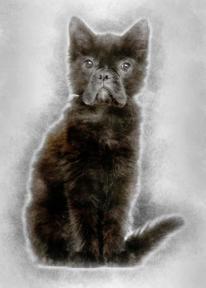 Black kitten with French B