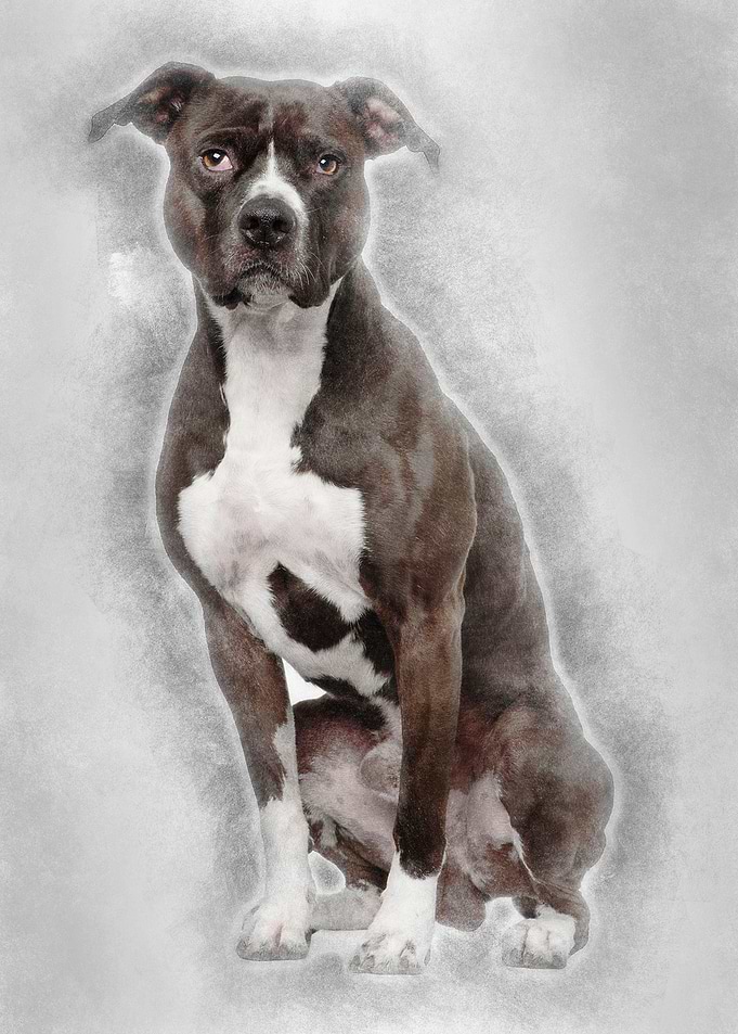 American Pit Bull Terrier