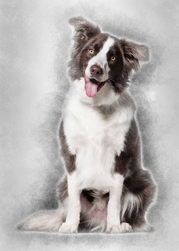 Border Collie dog 1 year o