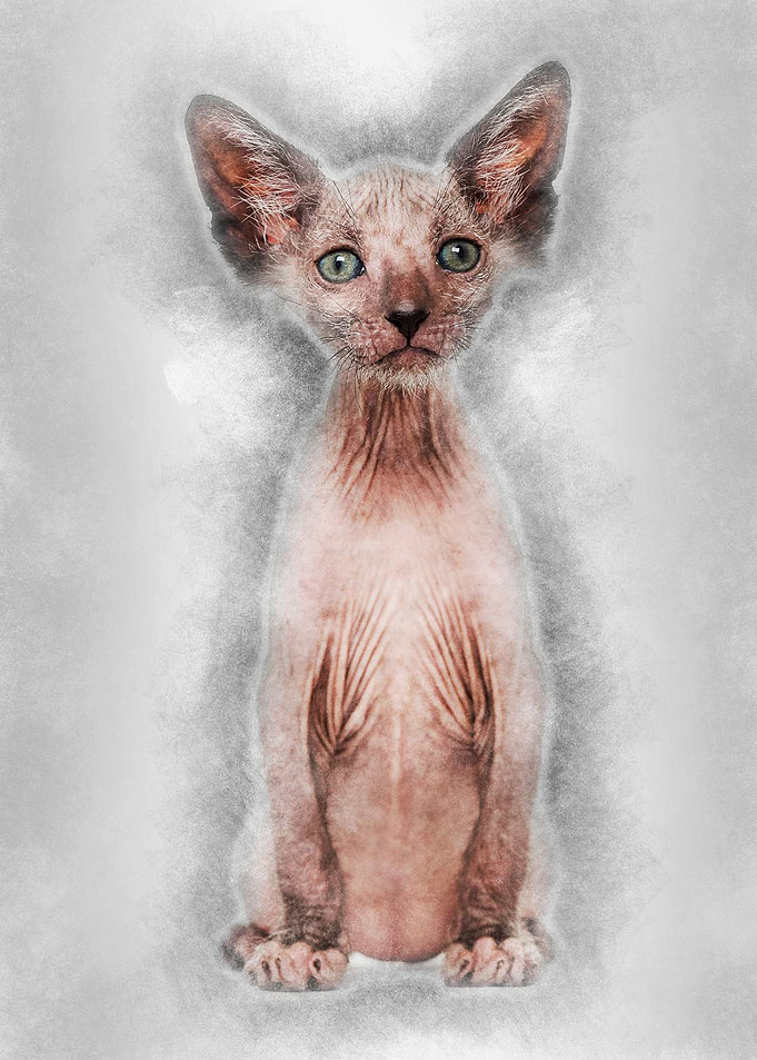 Kitten Lykoi cat 7 weeks o