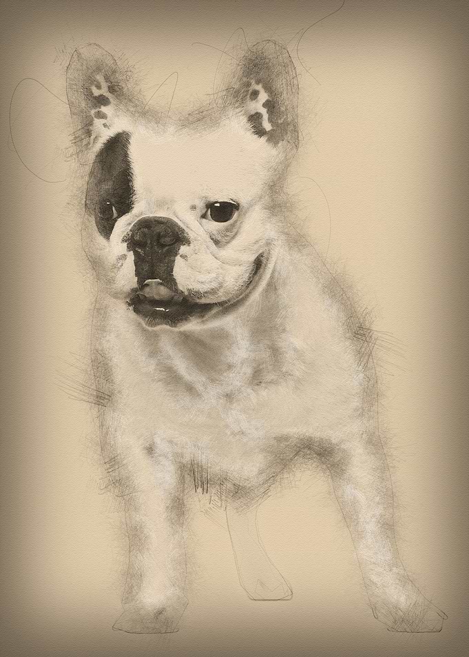 French Bulldog 6 years old