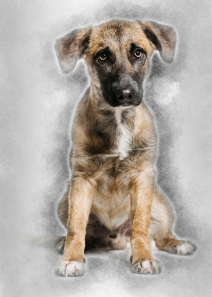 Mixedbreed dog 7 months o
