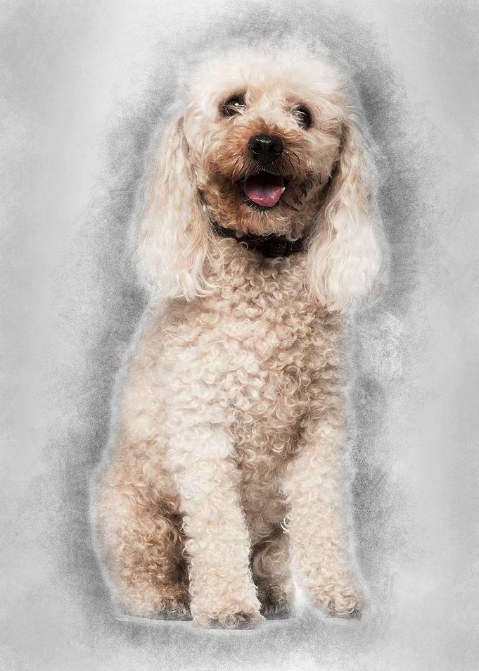 Poodle 13 years old sittin