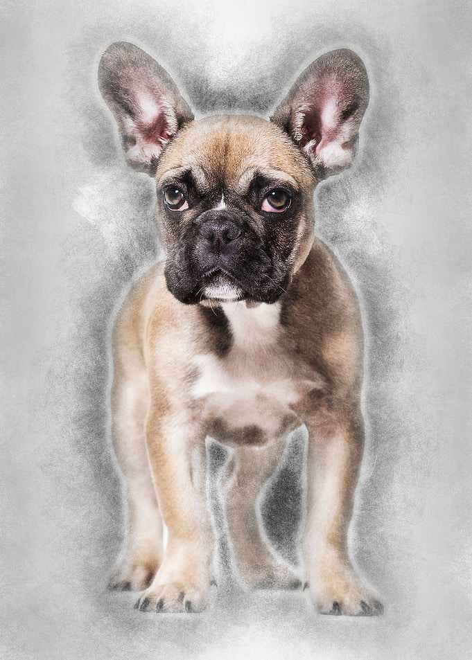 French Bulldog 5 months ol