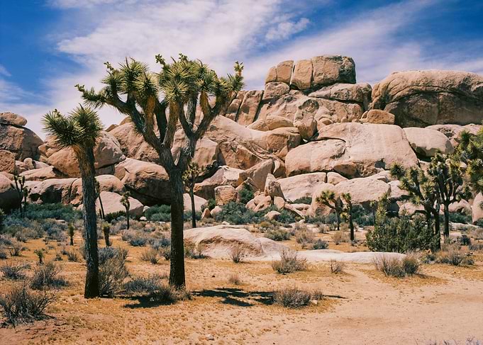 Joshua Tree at High Noon