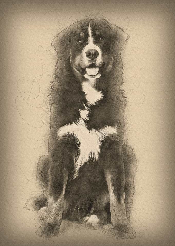 Bernese Mountain Dog 10 mo