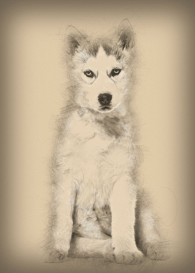 Husky dog 2 months old sit