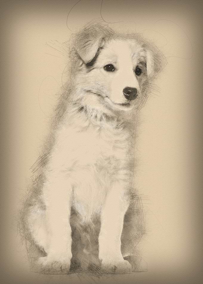 Border Collie puppy sittin