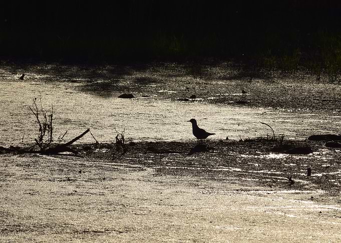 Silver swamp