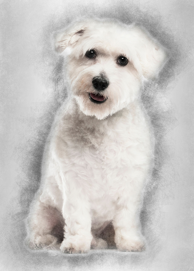 Coton de Tulear 22 months