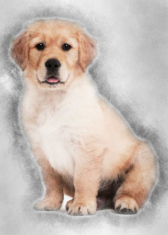 Golden Retriever puppy 2 m