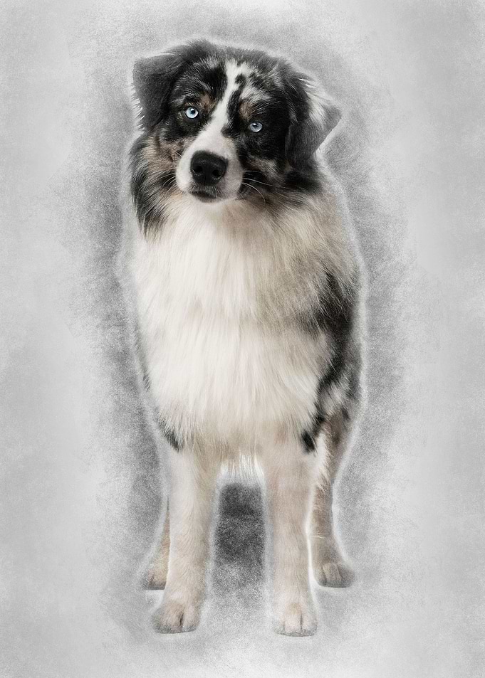 Australian Shepherd dog 14