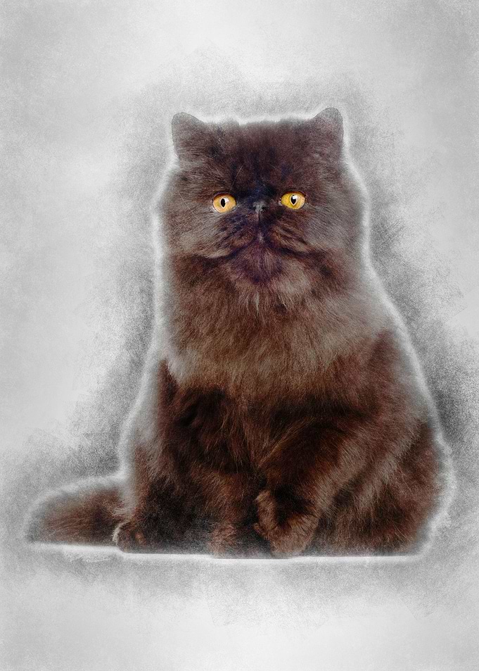 Portrait of Persian cat 7