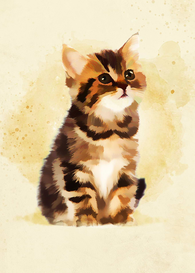 Cute Baby Cats8
