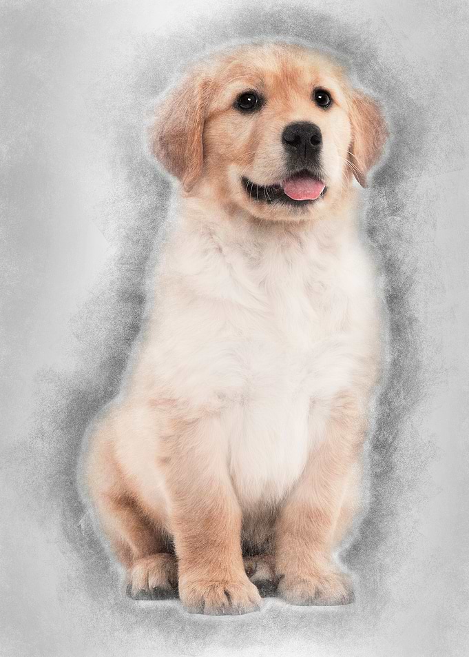 Golden Retriever puppy 2 m