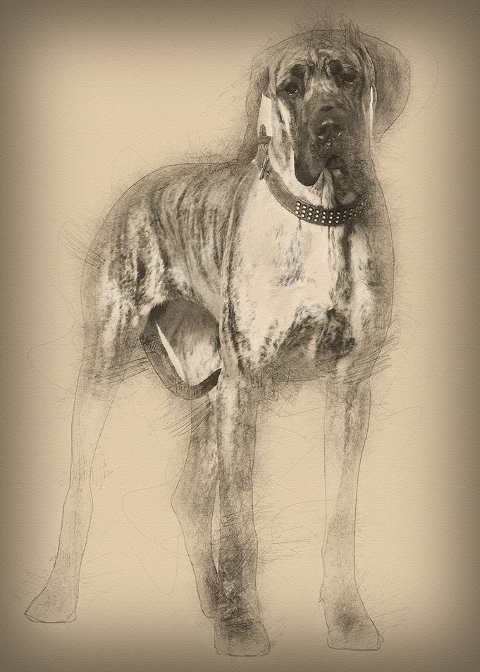 Great Dane 10 months old s